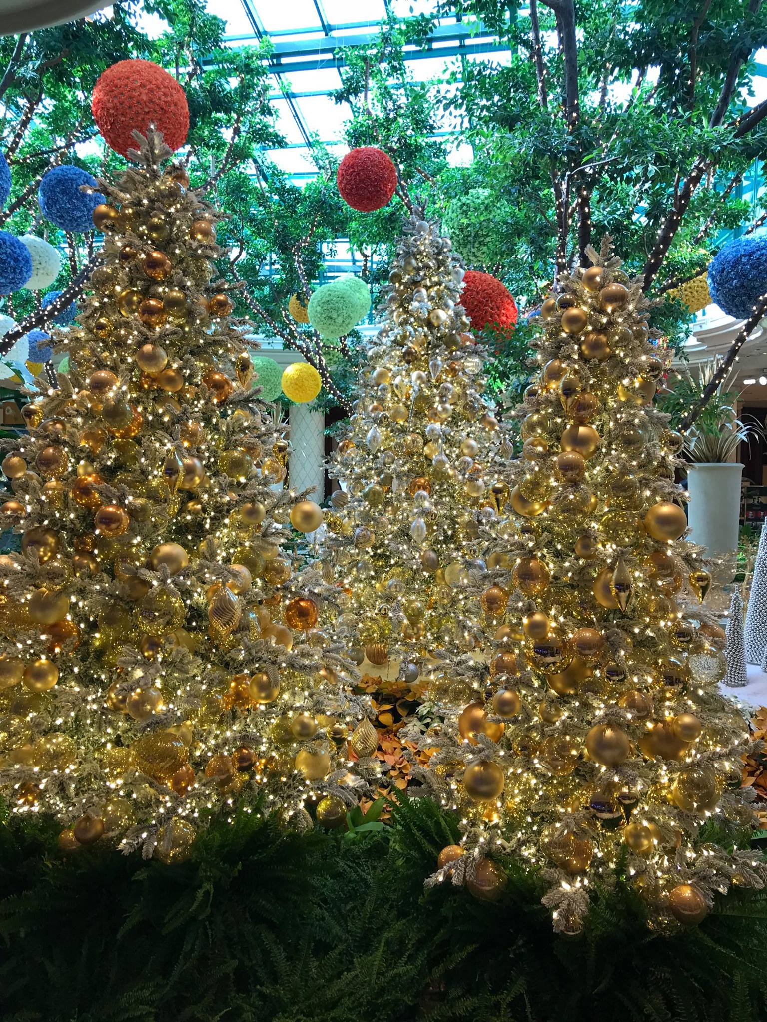 Photograph of Christmas trees